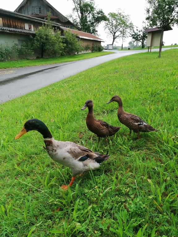 Enten